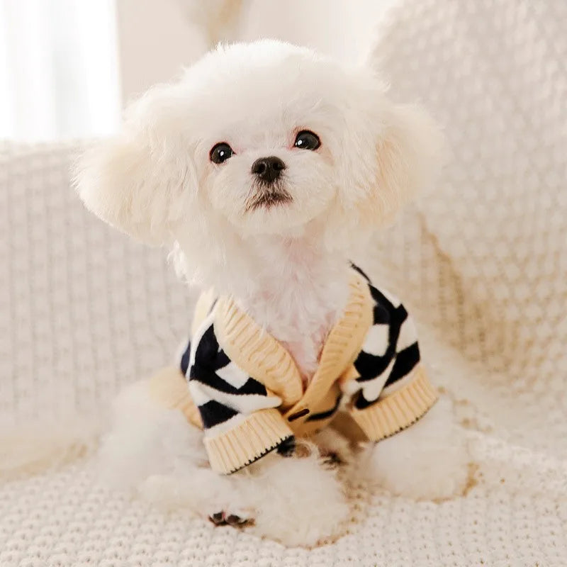 Small dog wearing a luxury knitted winter sweater in cardigan style, designed for warmth and style